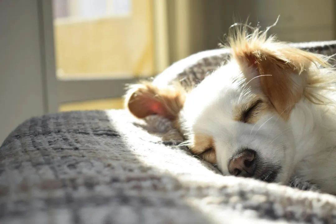 The Human Dog Bed Goes Viral Global: Over $200,000 GMV in 7 Days!