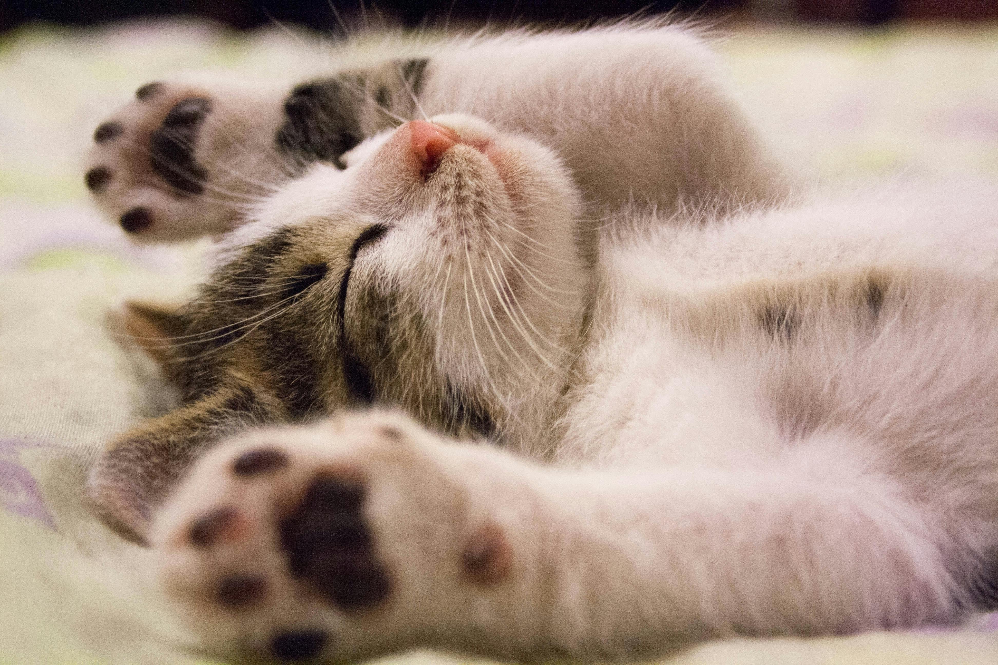 E-commerce News: 4-in-1 Charging Cable Sold 200K in the U.S. ; Pet Smart Devices See 57% Growth.